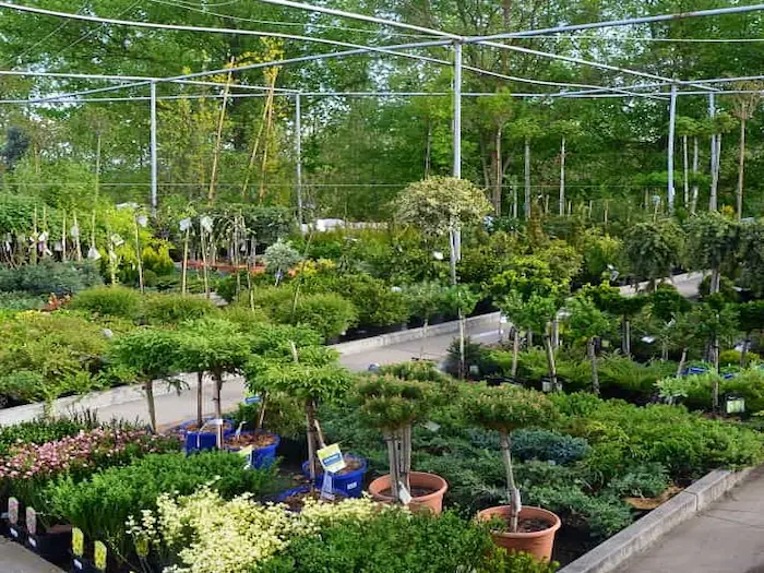 Mala okrasna drevesa v drevesnici