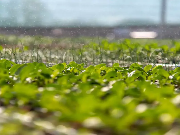 Naravno pridelane sadike zelenjave