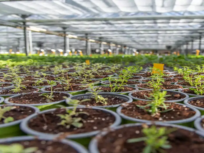 Cepljene sadike paradižnika, kumar in lubenic