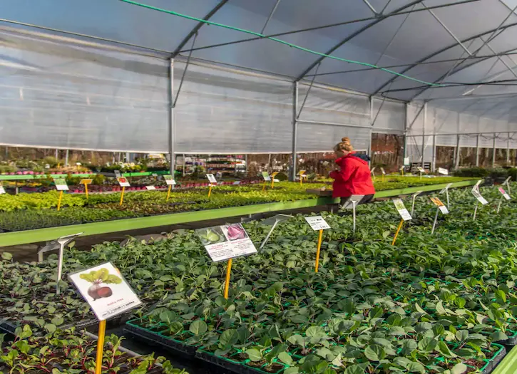 Prodaja zelišč in dišavnic v Vrtnem centru Kurbus