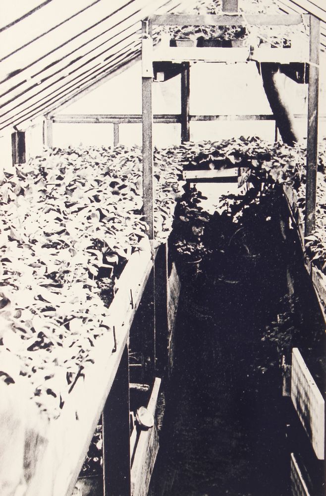 Notranjost prvega rastlinjaka