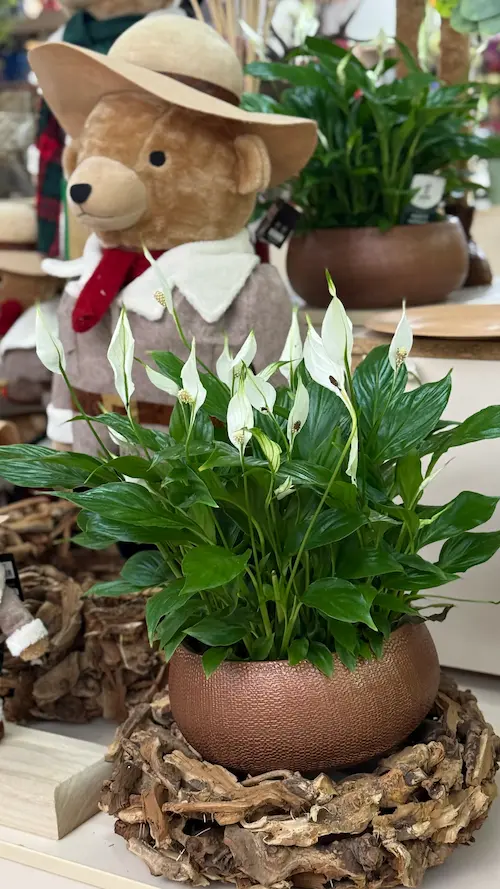 rastlina ki čisti zrak