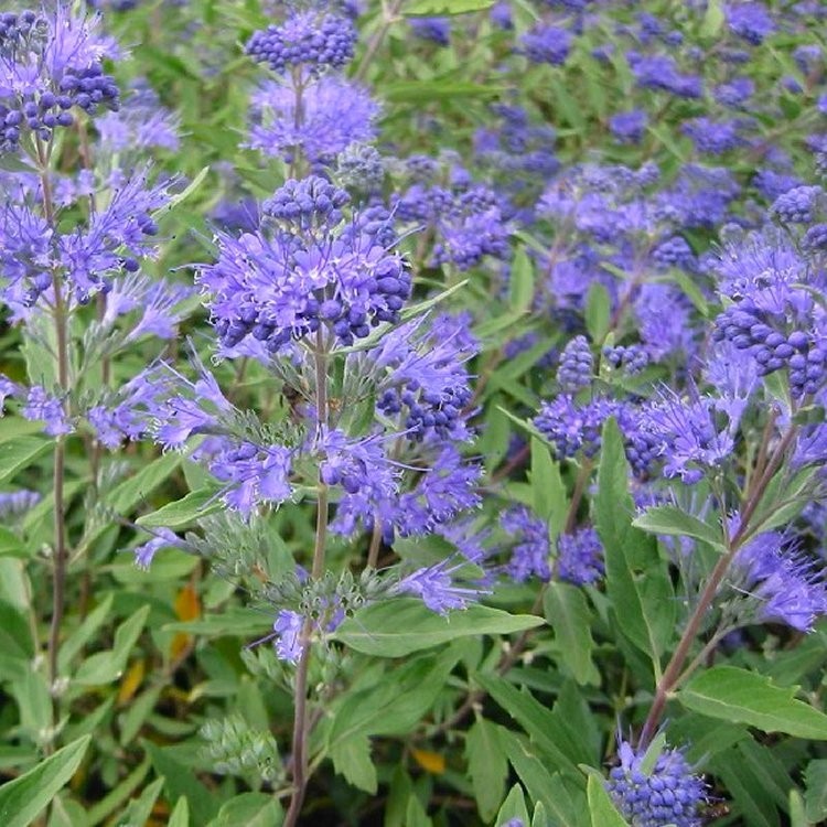 Kategorija Medonosne