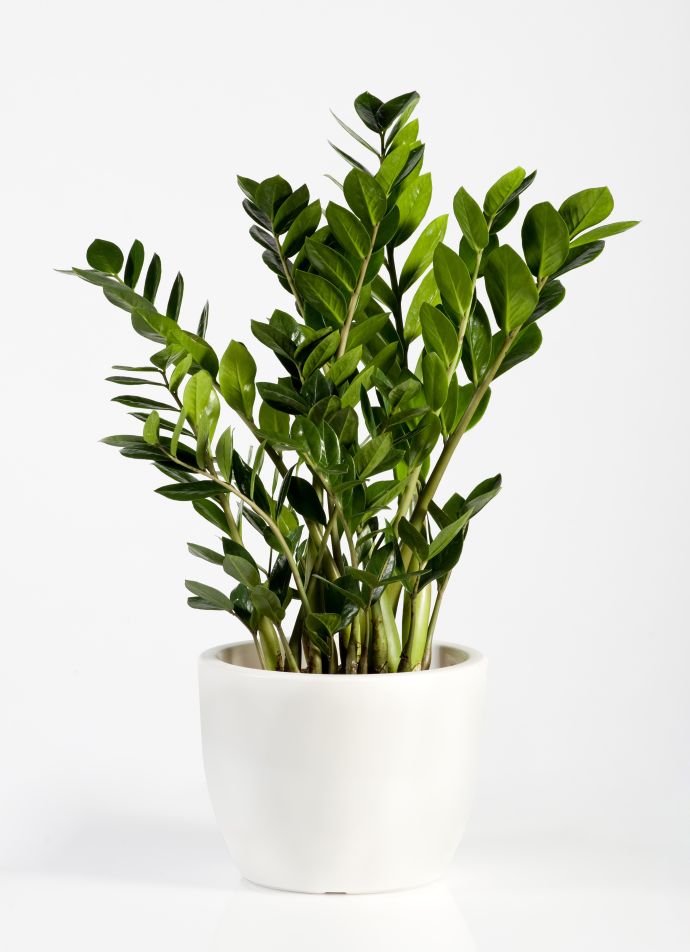 Izdelek L-Zamioculcas zamiifolia - Zamija