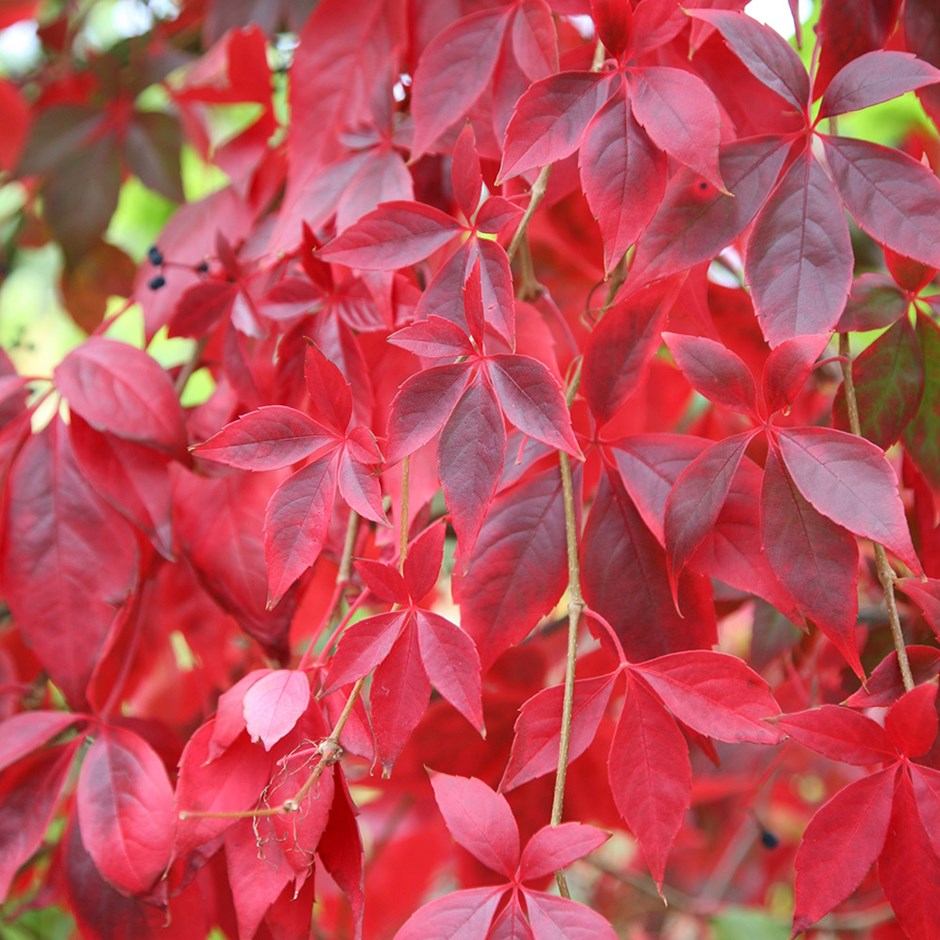 Parthenocyssus quinquefolia - okrasna trta