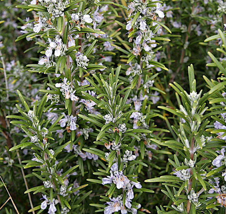 Rosmarinus Officinalis - Navadni rožmarin 