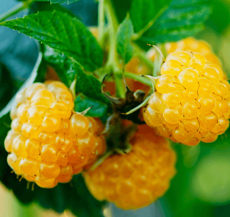 Rubus idaeus 'Fallgold' - malina