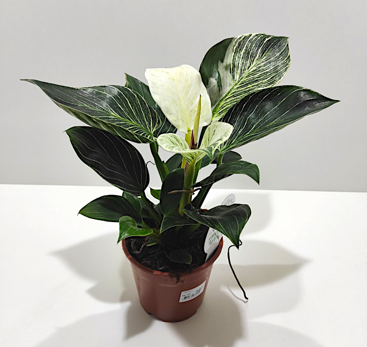 Izdelek L-Philodendron birkin