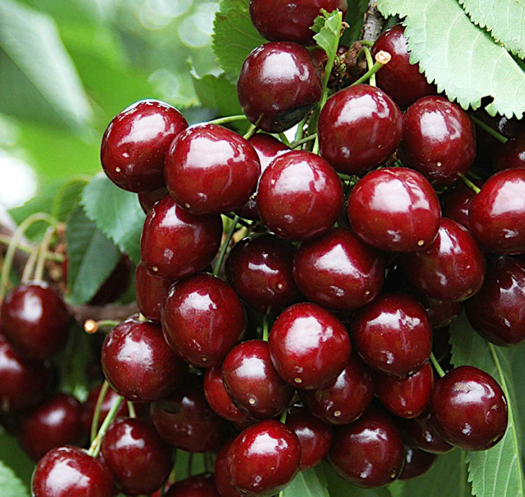 Prunus avium 'Stella' - češnja