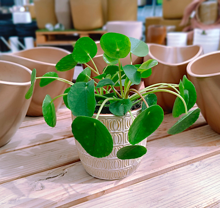 Izdelek Pilea peperomioides - poprovkasta pileja