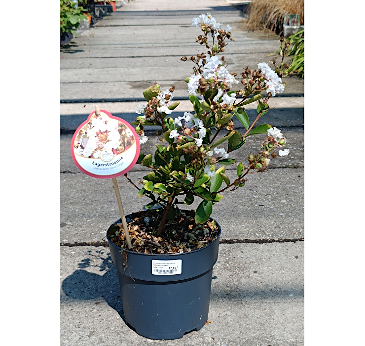 Lagerstroemia Indica 'With Love Virgin'