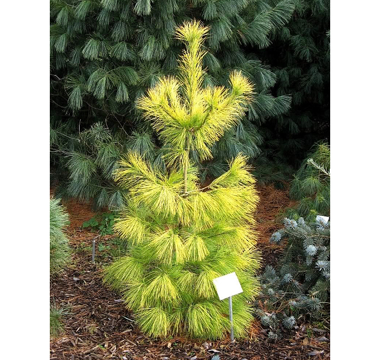 Pinus strobus 'Louie' - gladki bor
