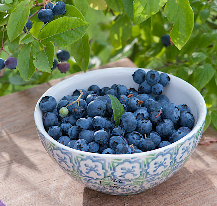 Vaccinium corymbosum 'Berkeley'' - ameriška borovnica