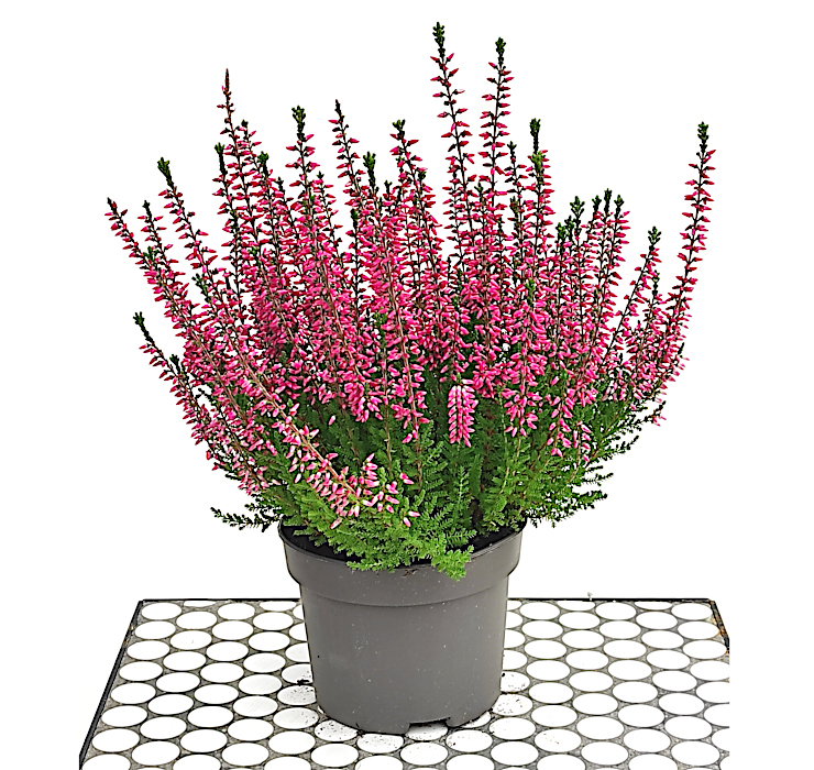 Izdelek Calluna vulgaris - jesenska resa L10