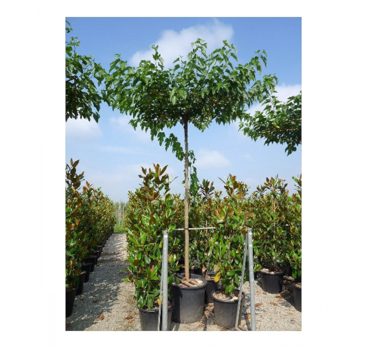 Morus platanifolia 'Fruitless' - murva brez plodov