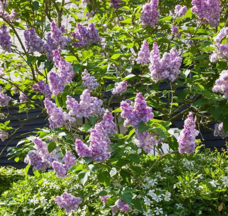 Syringa 'Katherine Havemeyer' - španski bezeg