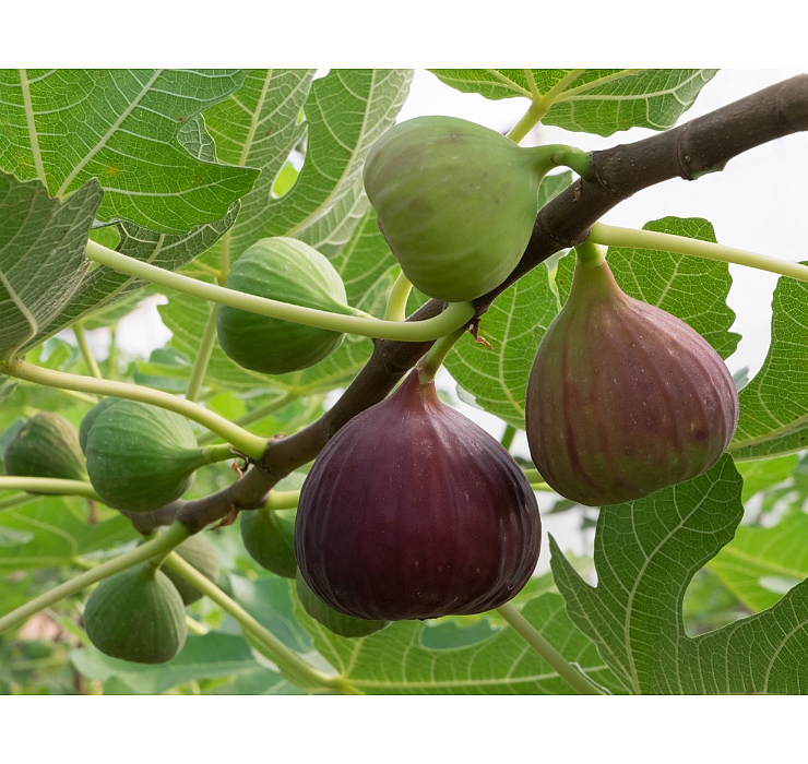 Ficus carica - figa, smokvovec
