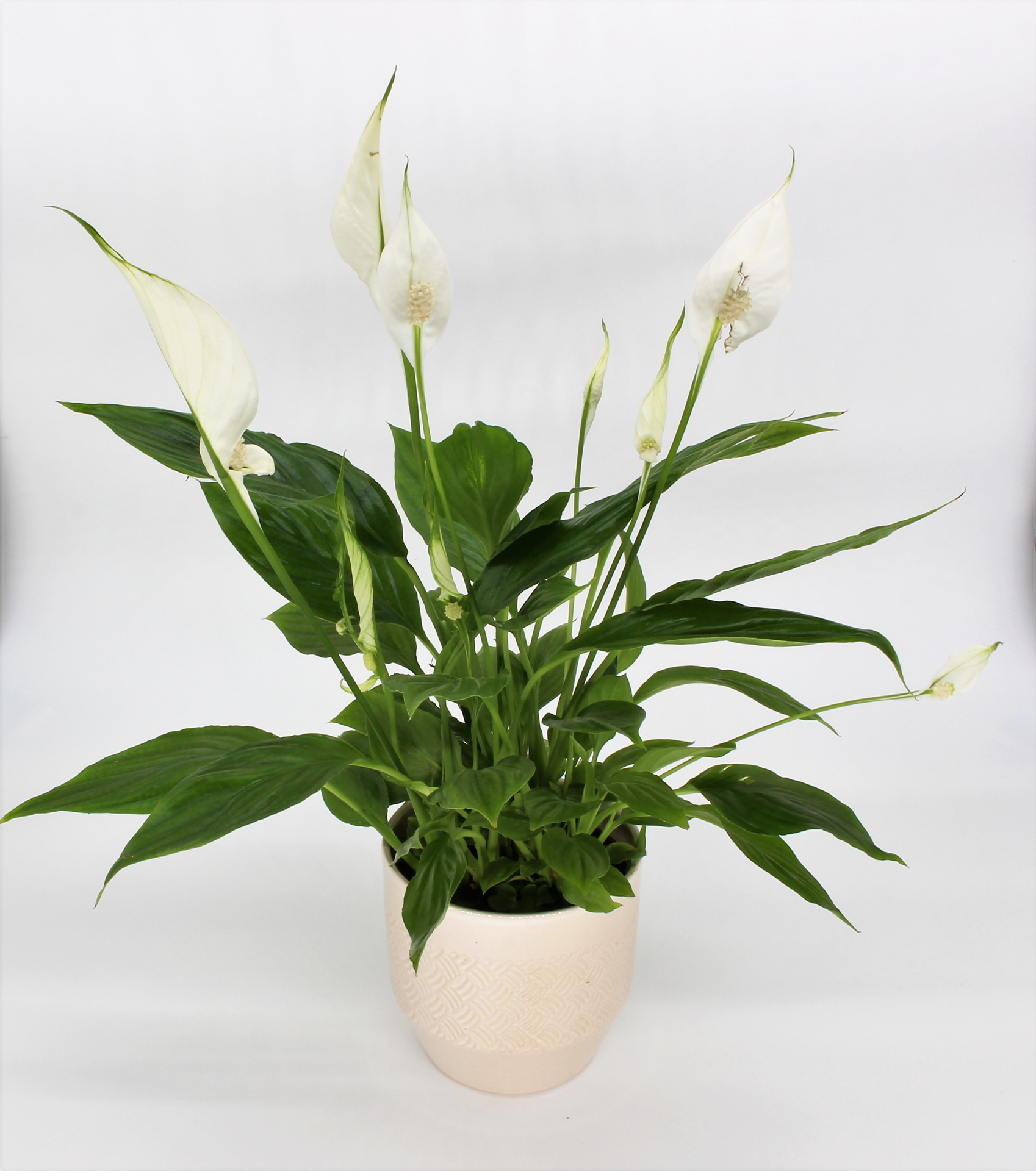 Izdelek L-Spathiphyllum 'Pronto Cupido - Spatifil