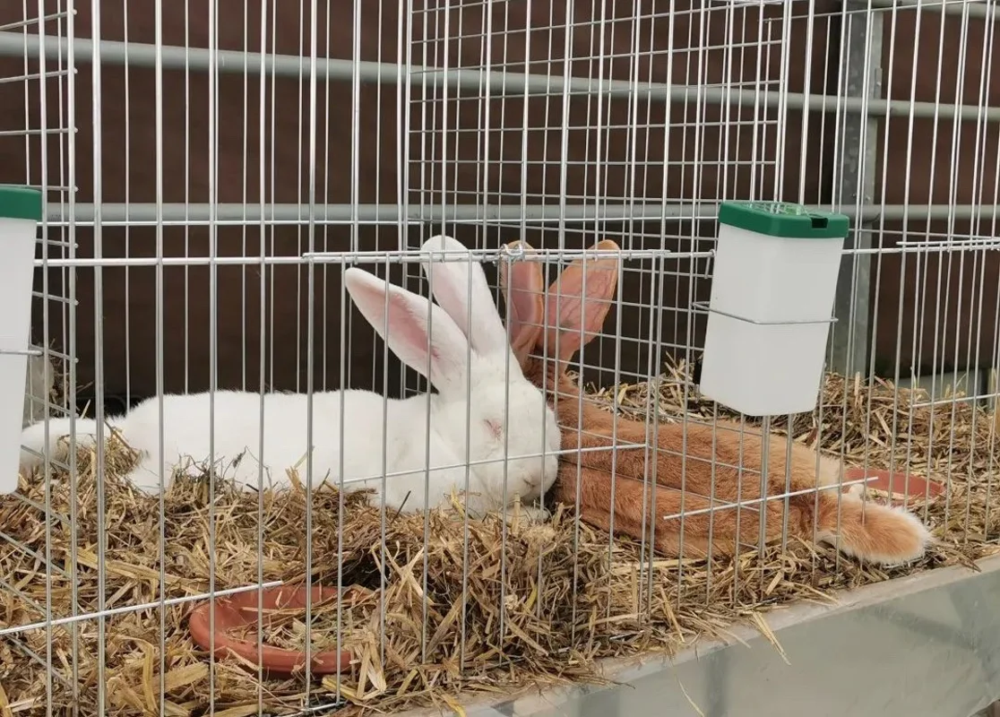 Dva pasemska zajčka 