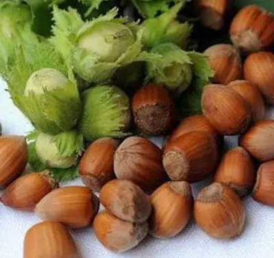 Corylus avellana ´Halska´ - leska