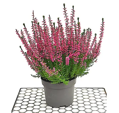 Calluna vulgaris - jesenska resa L10