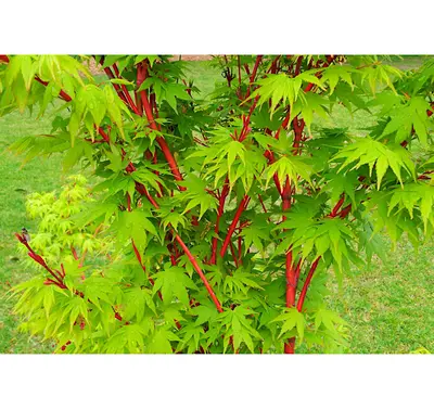 Acer palmatum 'Sengo Kaku'  - japonski javor